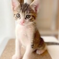 キジ白子猫 ナミちゃん 里親様募集です♡