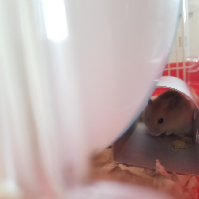 おみくどんのカバー写真