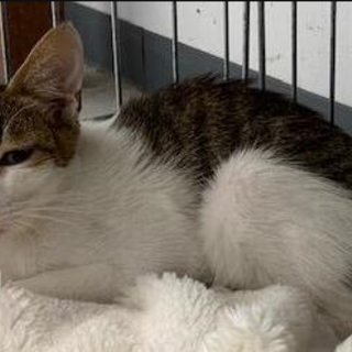 人懐っこい子猫ちゃん。収容期限9/10朝迄