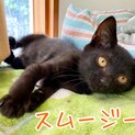 チビッ子黒猫姉妹スムージー&プリン