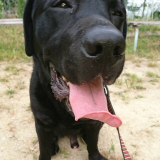 黒ラブ  ラディくん