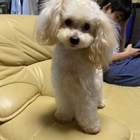 愛乃介