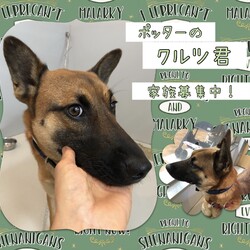 「ポッターのクルツ君 その3→譲渡決定！」サムネイル1