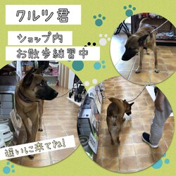 「ポッターのクルツ君 その3→譲渡決定！」サムネイル2