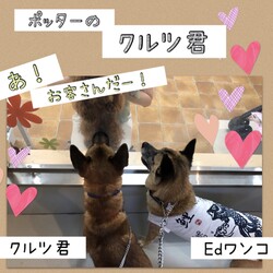 「ポッターのクルツ君 その3→譲渡決定！」サムネイル3