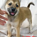 小柄な中型犬予想☆あずきちゃん