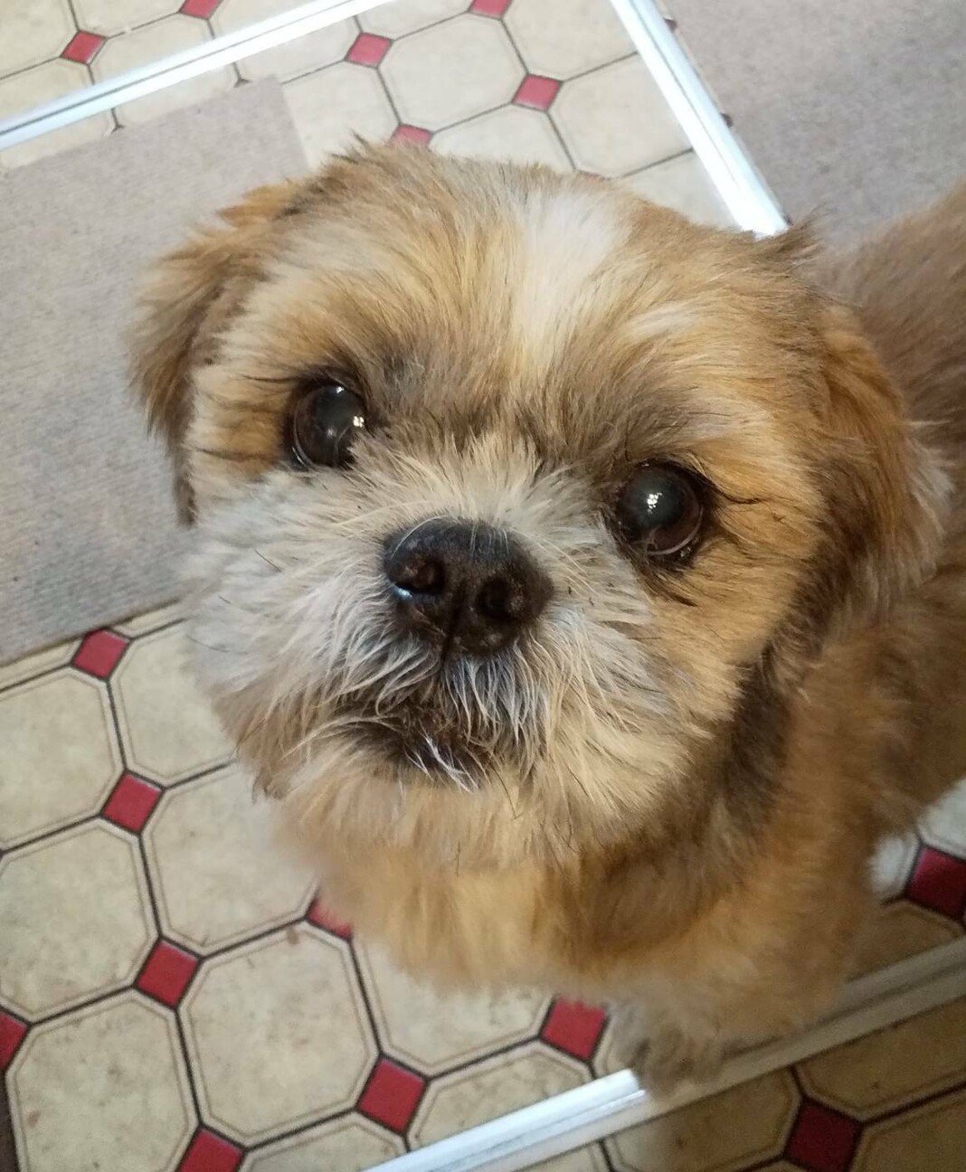 人に寄り添うニコニコシー 群馬県 犬の里親募集 ペットのおうち 月間利用者150万人