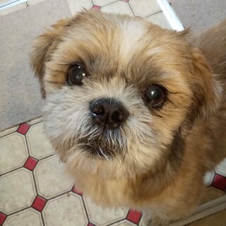 人に寄り添うニコニコシーズー　蘭丸くん