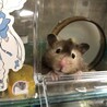 ショコラさんはますます名前のようにチョコ色。モデル