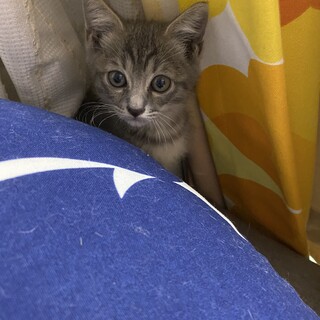 子猫♂里親募集