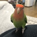 コザクラインコの女の子