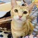困り顔の茶トラ女子。