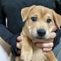 水遊びが大好き、甘えん坊のろくちゃん里親様決定♪