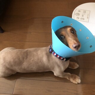 優しい里親さん