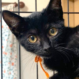 モニカと姉妹。黒猫『レイチェル』