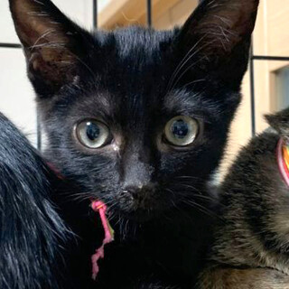 レイチェルと姉妹。黒猫『モニカ』