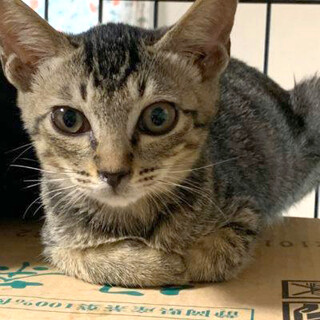 人慣ればっちり『小麦』