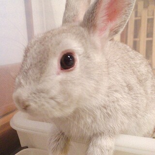 保護うさぎ 陸くん(かくれんぼーず)