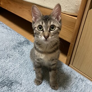 キジトラ　メロちゃん