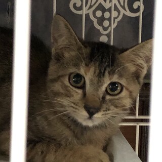 シャイだけど好奇心のある、サビキジ女の子♀