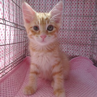 【募集停止中】甘えん坊モコモコ茶トラ　キャスちゃん