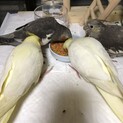 オカメインコ の里親募集