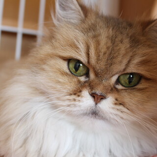 ちょいちゃん　推定7歳