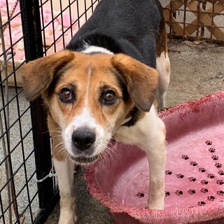 i20-W607　人が大好きビーグル嬢