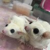 ぱるぱーる