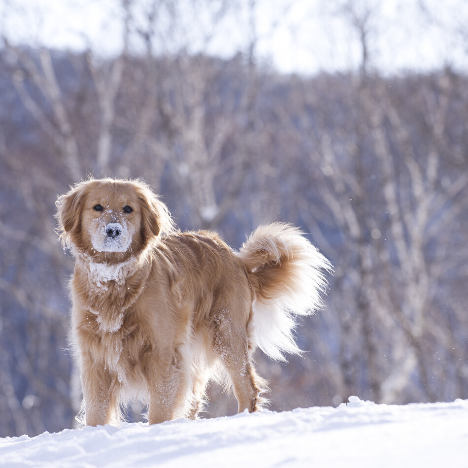 MOANAのカバー写真