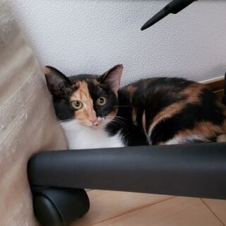 甘えっこミケ　女の子