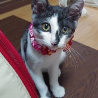 超甘えん坊　グレーの毛色が変わってる男の子