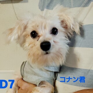 コナン君 トライアルに予定になりました！