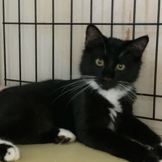 今週面会可能糸島市　もふもふな男の子