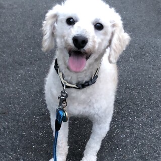 風太くん里親様が決まりました。