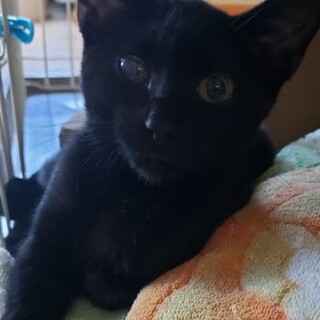 人も猫も大好き　寂しがりの黒猫男子