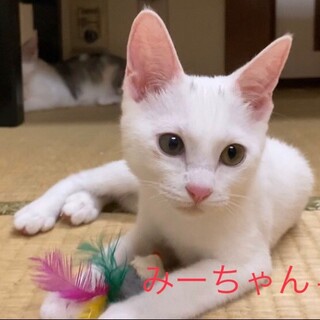 お間抜け顔の5匹きょうだい