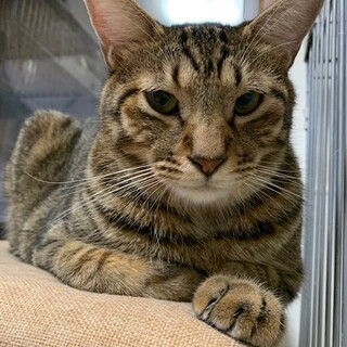 大猫だよ！！。。。♪貴一（きいち）くん