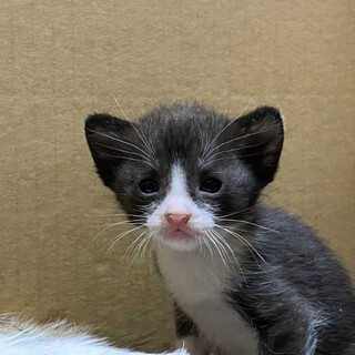 《急募》生後一か月未満の白黒ちゃん♡(２匹)