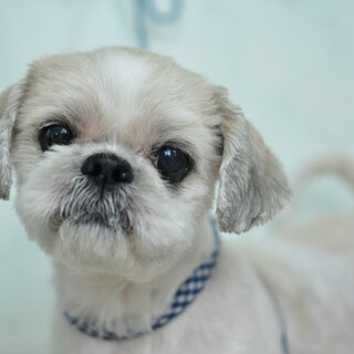 【募集終了】シーズーのボン里親募集