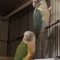 ウロコインコペア　荒鳥