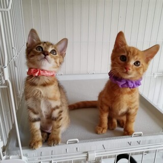 人慣れ抜群の美しい兄弟2カ月です！