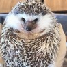 れあマカロン