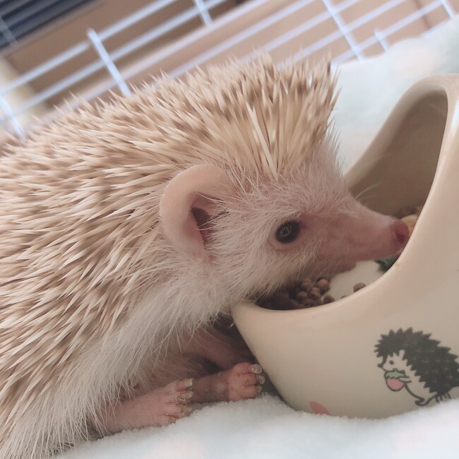 れあマカロンのカバー写真