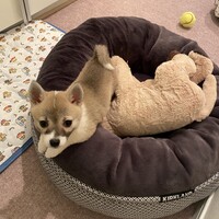 ぺろ