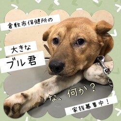 「倉敷の大きな体で優しいブル君→譲渡決定！」サムネイル1