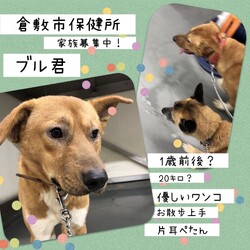 「倉敷の大きな体で優しいブル君→譲渡決定！」サムネイル2