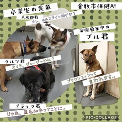 「倉敷の大きな体で優しいブル君→譲渡決定！」サムネイル3