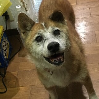 里親様が決まりました(^^)感謝❗(^^)
