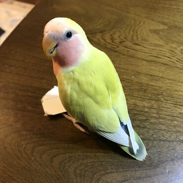の写真